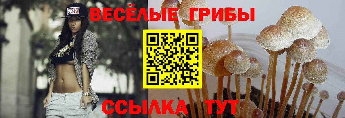 Псилоцибиновые грибы прущие грибы Чехов
